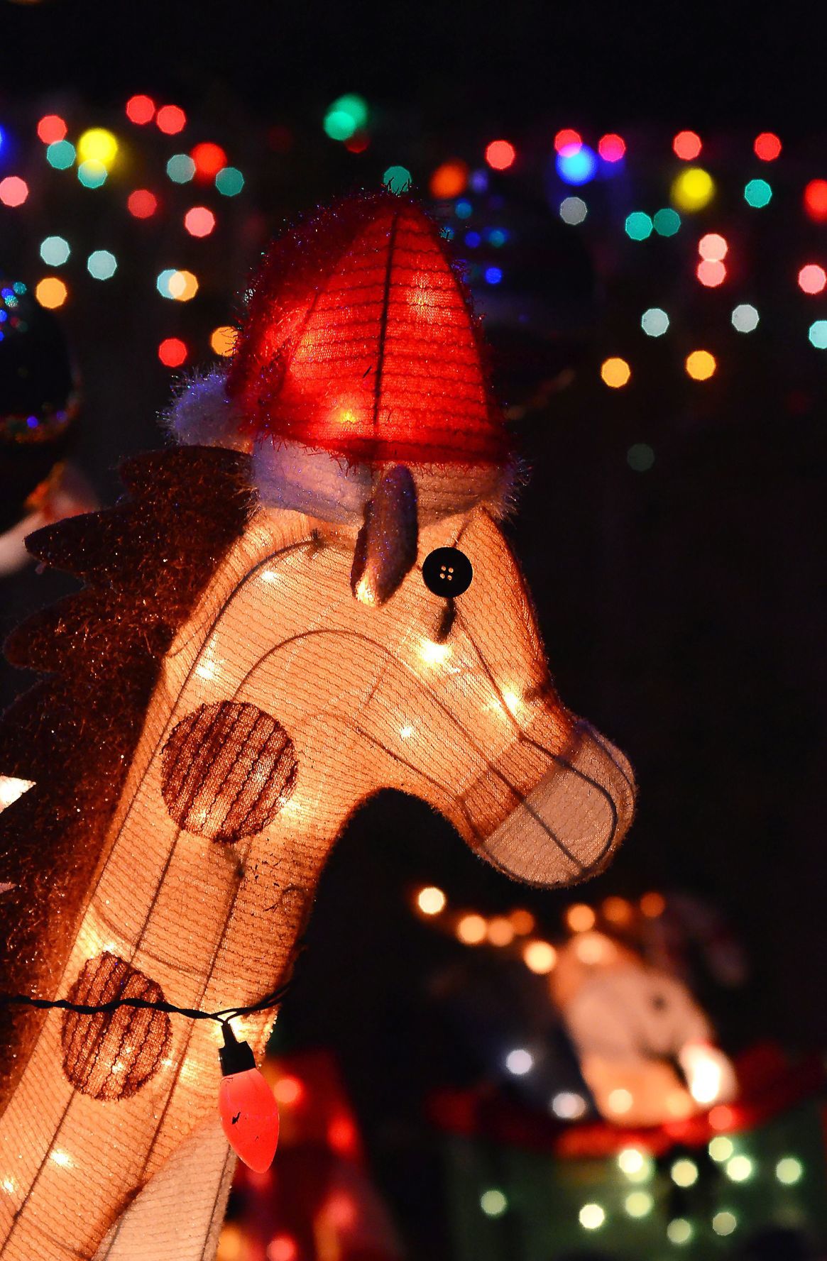 Napa Christmas lights